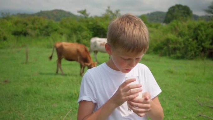 可爱的男孩在田野里喝玻璃牛奶，背景是牛群。儿童