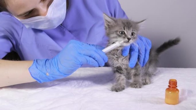 兽医给小猫吃药，猫转身离开注射器