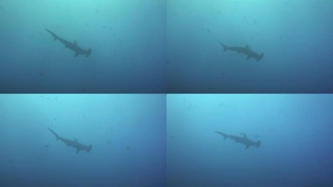 锤头鲨在蓝色的海洋中游泳寻找食物。