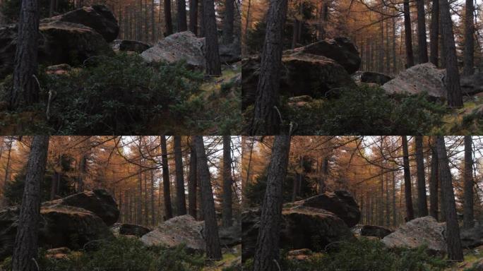 意大利秋季格兰帕拉迪索国家公园的落叶松木材