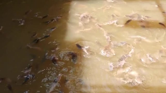 大量的clarias batrachus magur cat鱼在水中觅食