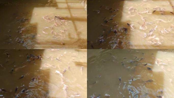 大量的clarias batrachus magur cat鱼在水中觅食