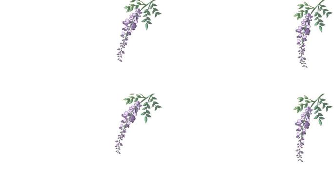 1紫藤花花卉花圃摇曳的花一枝独秀