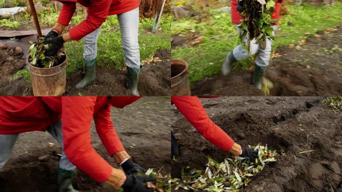 一个女人用秋天的落叶给土壤施肥