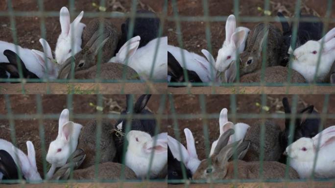 一群兔子在笼子里觅食。