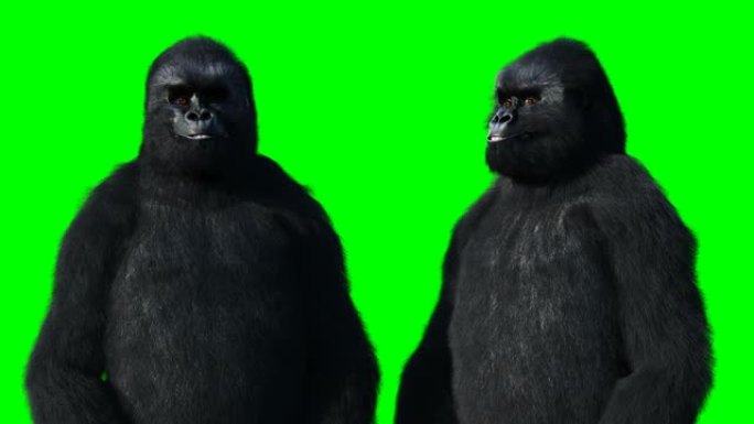 说大猩猩很有趣。逼真的毛皮。绿屏动画。