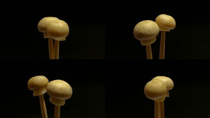 木棍上的两个小煮香菇在深色背景上旋转。