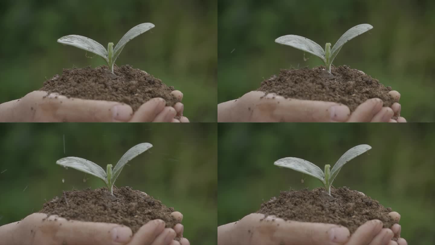 水滴落在嫩叶上生命成长保护自然关爱儿童