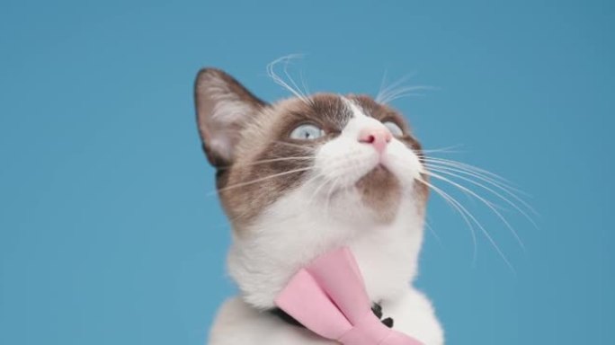 可爱的梅蒂斯猫舔着嘴，戴着红色领结，看着上面，进入攻击位置