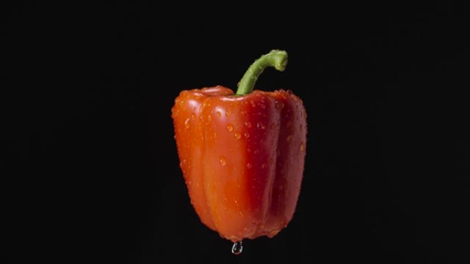 黑色工作室背景下雨中的红甜椒。水滴和飞溅的甜椒。分离的成熟蔬菜，沙拉成分。餐馆的素食主义者。特写。慢
