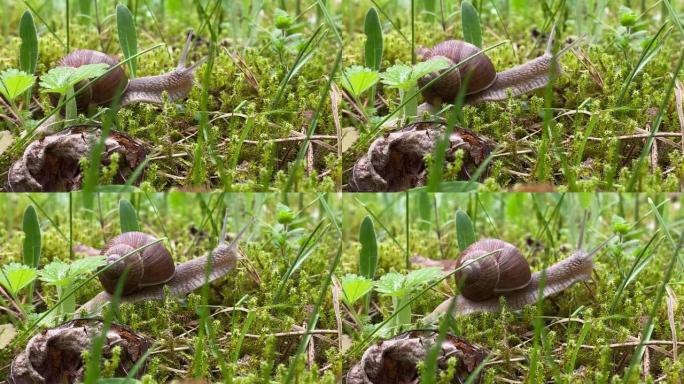 蜗牛像在森林里一样在草地上爬行