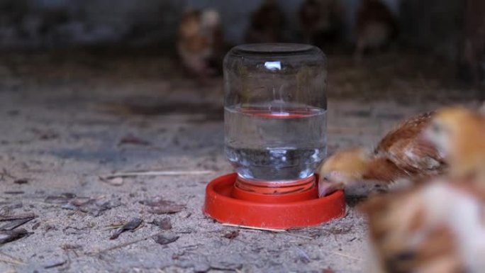 彩色鸡从鸡舍的吸管杯中喝水。家养鸡。