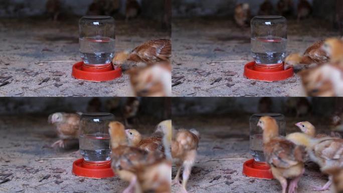彩色鸡从鸡舍的吸管杯中喝水。家养鸡。