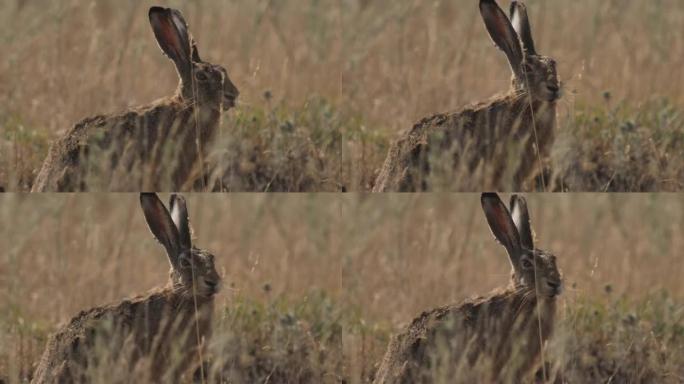 欧洲野兔 (Lepus europaeus)，又称褐兔，俄罗斯