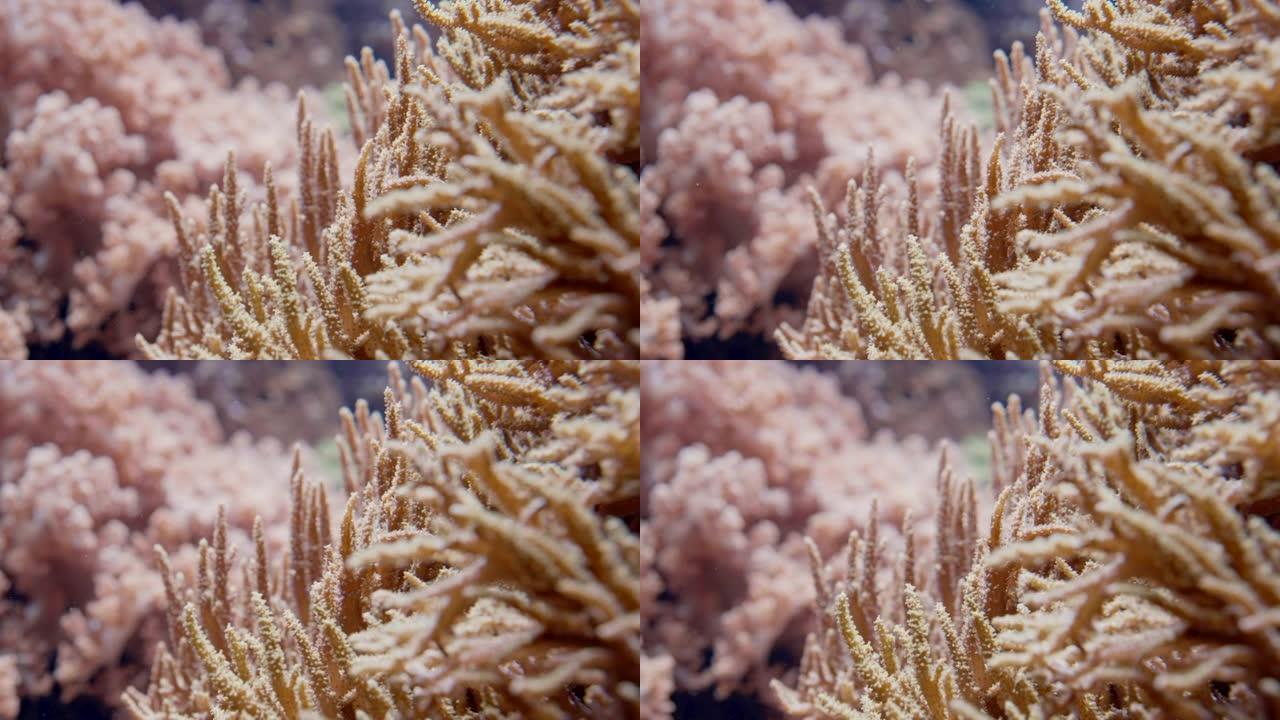 柔软的珊瑚礁和海葵摇曳。特写微距镜头。热带海洋生物底部。美丽的水下风景。惊人的自然平静背景。