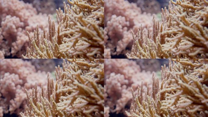 柔软的珊瑚礁和海葵摇曳。特写微距镜头。热带海洋生物底部。美丽的水下风景。惊人的自然平静背景。