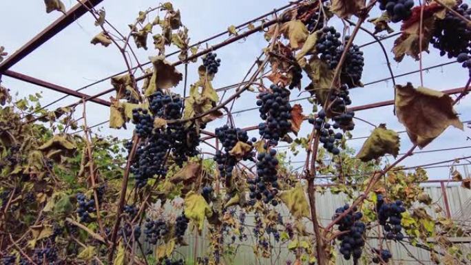 葡萄园的早期霜冻。霜冻烧焦的葡萄藤，叶子和成串的黑比诺葡萄。葡萄园里的葡萄收获