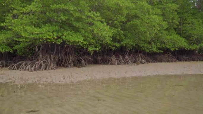 在马来西亚Endau的低潮浅水沙滩上，平移拍摄热带红树林树木，根，肺炎和气生根