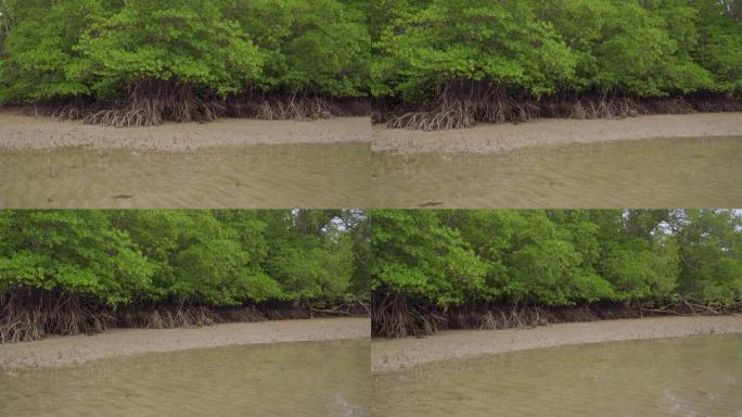 在马来西亚Endau的低潮浅水沙滩上，平移拍摄热带红树林树木，根，肺炎和气生根
