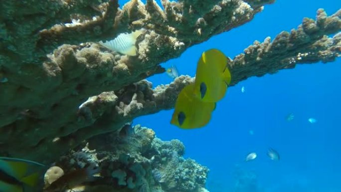 一对蝴蝶鱼在珊瑚下游泳。金蝴蝶鱼或蒙面蝴蝶鱼 (Chaetodon semilarvatus)。4K