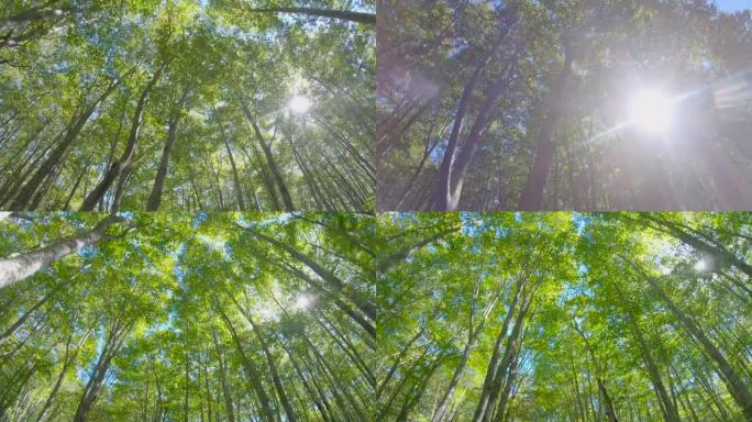 山毛榉森林充满阳光的新记录