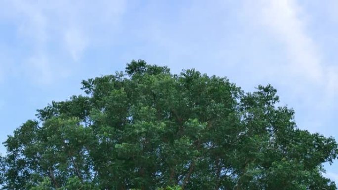 晴天，一棵雄伟的绿树，微风轻拂，映衬在明亮的天空背景下。美丽的大自然。适合背景。