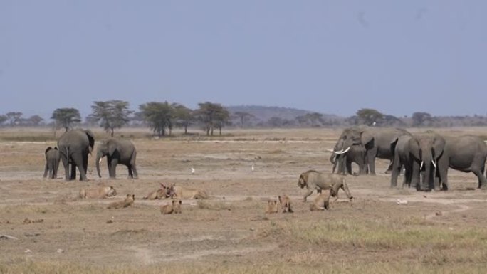 国王狮子来了，所有的幼崽都有勇气去充电大象面前吃饭。