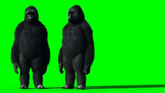 说大猩猩。逼真的毛皮。绿屏动画。