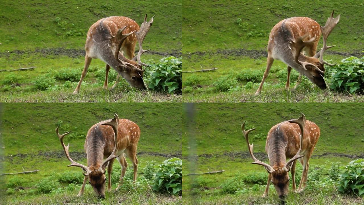 斑驳的鹿。有鹿角的梅花鹿吃草。Cervus nippon