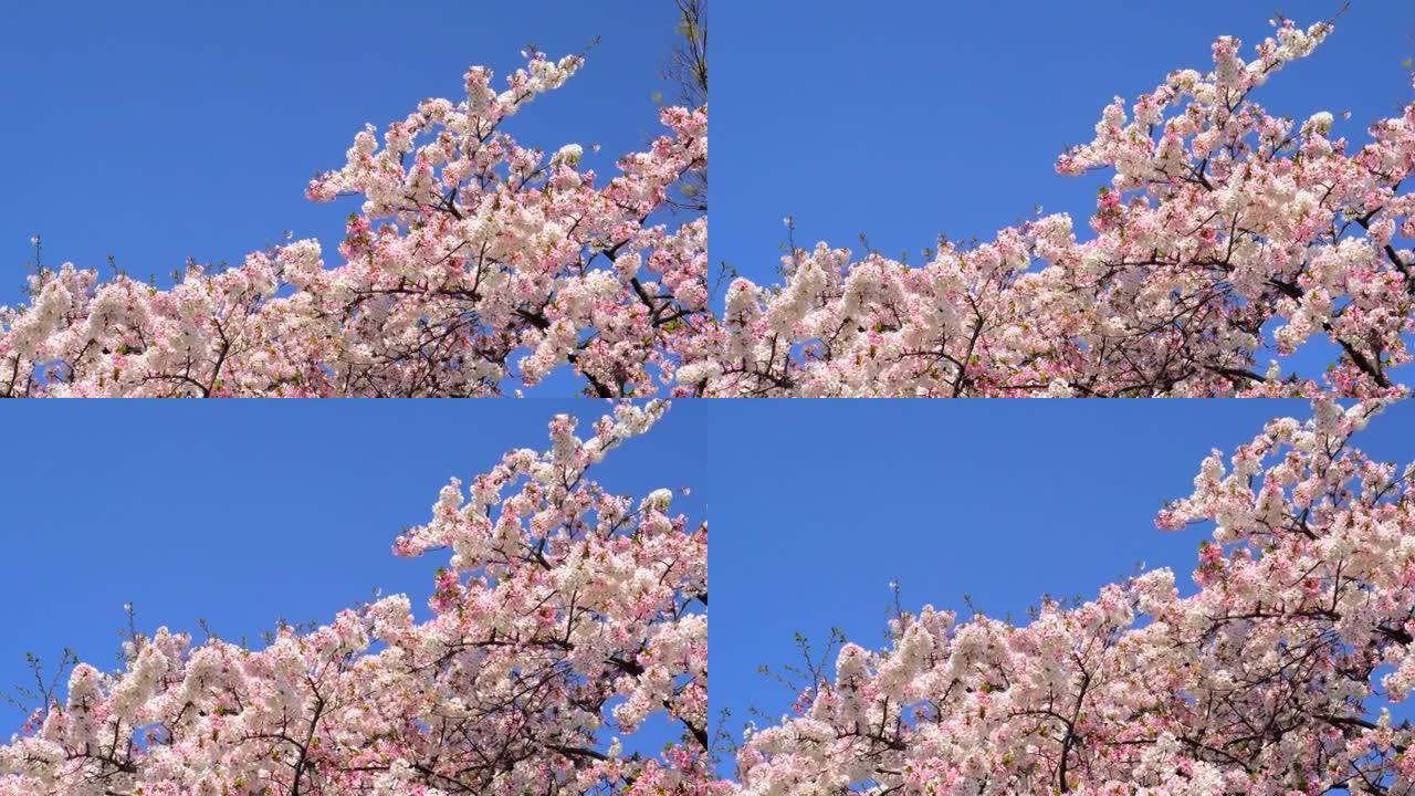 湛蓝的天空下樱花浪漫季节