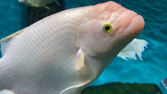 团体白色热带鱼漂浮水族馆