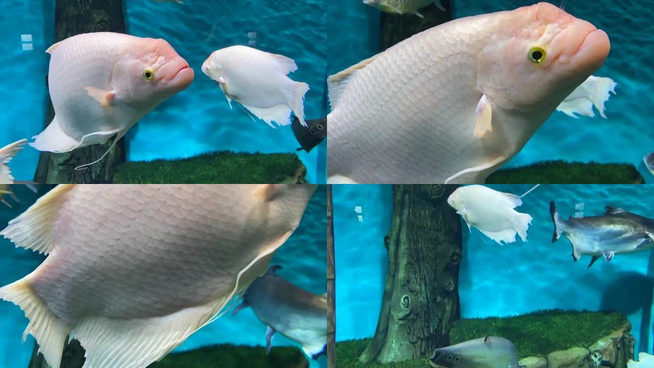 团体白色热带鱼漂浮水族馆