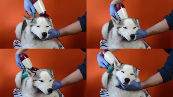 照顾西伯利亚哈士奇狗造型羊毛梳子和橙色背景的吹风机