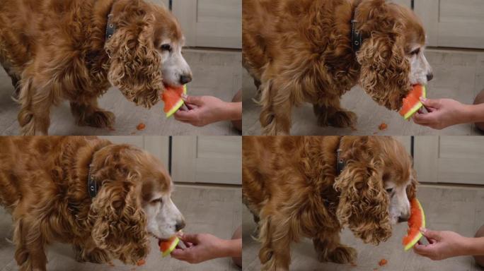 狗吃西瓜。红可卡犬吃维生素