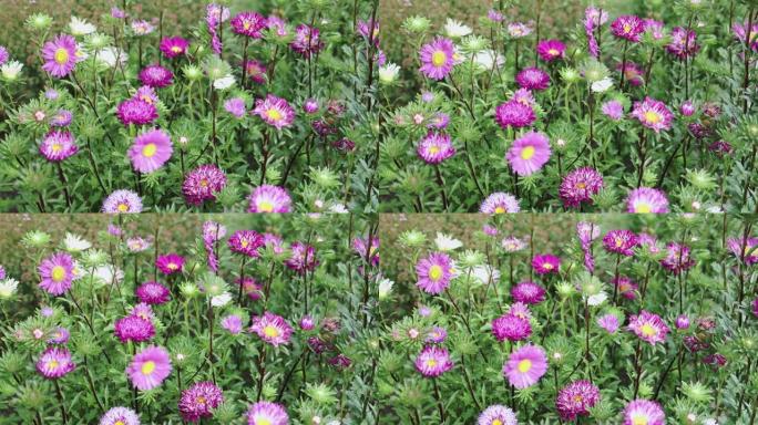 夏季春天绿色田野里五颜六色的紫苑中国花