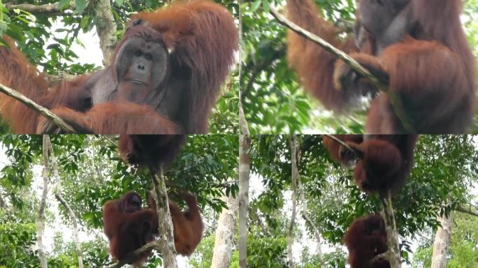 婆罗洲丛林中的猩猩，