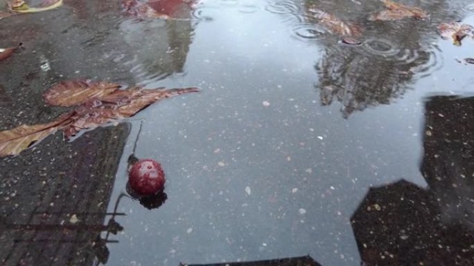 秋天，雨滴掉入一片落叶的水坑中