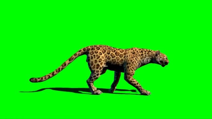 豹子在绿色屏幕上行走