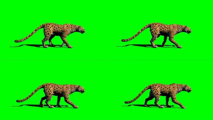 豹子在绿色屏幕上行走