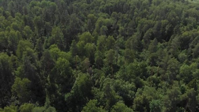 相机飞越森林，框架从地平线上的森林升起