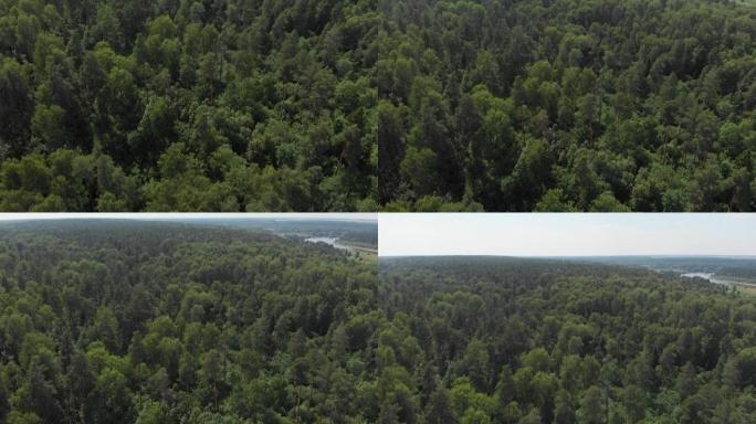 相机飞越森林，框架从地平线上的森林升起