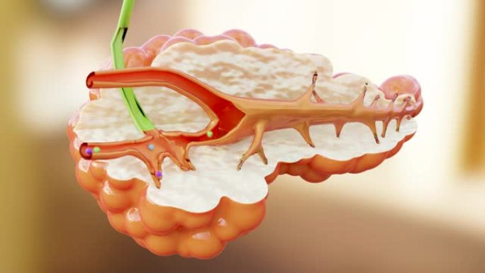 人类胰腺解剖产生酶，帮助消化食物，阿尔法通道，3D reander