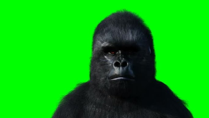 说大猩猩。逼真的毛皮。绿屏动画。