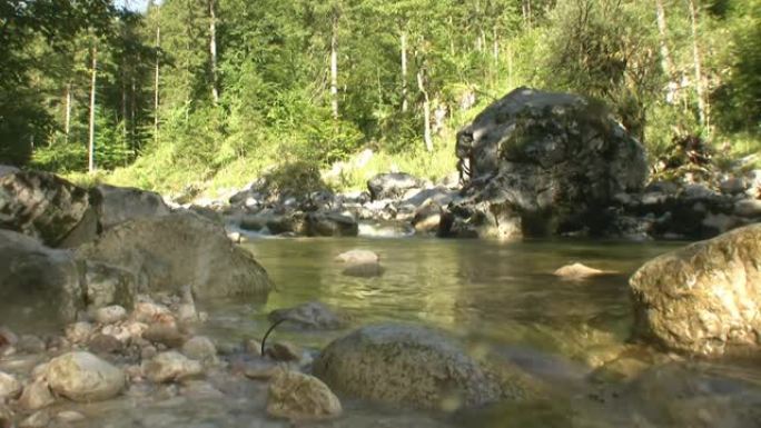山区河流的快速流动。针叶林接近水本身。野生动物。
