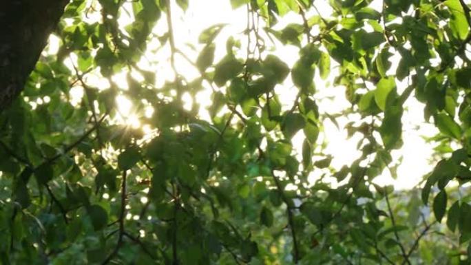 森林中的绿叶将太阳框在中间，并形成光线。相机运动自然背景。选择性聚焦
