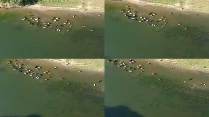 河水中奶牛的鸟瞰图