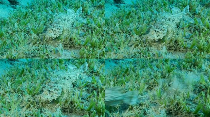 特写，杜父鱼藏在绿海草丛中。流苏杜父鱼，小鳞鱼 (Scorpaenopsis oxycephala)