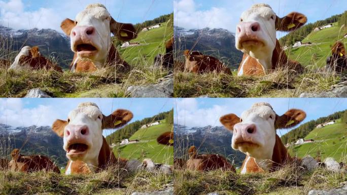 在南蒂罗尔阿尔卑斯山的牧场上放牧的奶牛