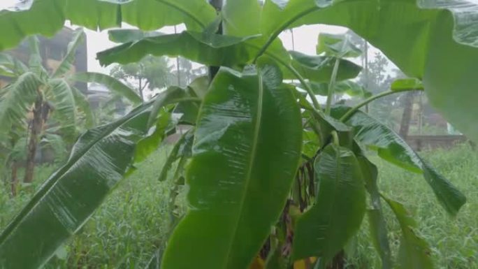 在雨季，季风雨落在花园的香蕉树上。自然背景。