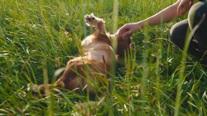 在大自然中，他躺在草地上，在草地上，冷酷的狗非常可爱。英国可卡犬比赛